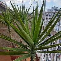 ACANTHUS - B&B