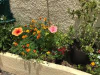 Les Capucines - B&B Saint-Pierre