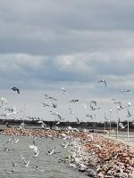 Amur Vendégház - Chambres d’hôtes Gárdony