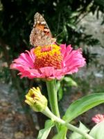 Rose House - B&B Şǝki