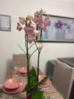 Arteg Apartments - Premium - B&B Durazzo