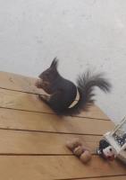 L'ECUREUIL - B&B Bousbach