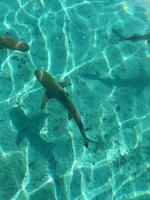 ROYAL Tapo-Tapo - Bed and Breakfast Patio