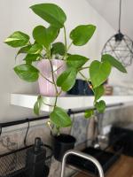 Casa Aguamarina - B&B Corralejo