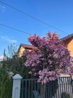 Apartman- Sarajevo - B&B Sarajevo