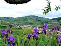 Appartamento con Vista Montagna