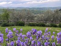 B&B Badia a Passignano - Il Fiorino di Badia - Bed and Breakfast Badia a Passignano