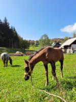 Tourist Farm Pr' Maretč - B&B Bohinjska Bistrica