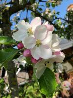 An der Stadtmauer Bürgel - B&B Bürgel