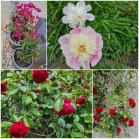 Ferienwohnung zu den Blauen Schafen - B&B Rheinsberg