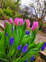 Apartments at Ballinsheen House & Gardens - Bed and Breakfast Lisdoonvarna