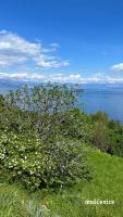 seaview apartments croatia KARLA - B&B Mošćenička Draga