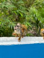 Hospedaje Colibri - B&B Manuel Antonio