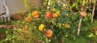 Westernghats Homestay - B&B Madikeri