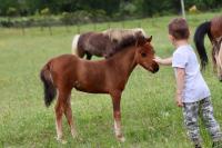 Logement atypique - Chevaux Miniatures Rhéa Horses - B&B