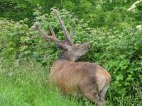 La coume du cerf - B&B