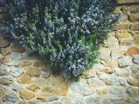 Agriturismo La Collina Toscana - Bed and Breakfast