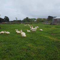 Akerama farm stay - B&B Hukerenui