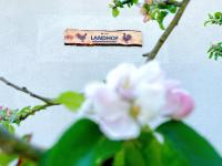 Apartment Landhof Walnussbaum - Bed and Breakfast Sarow