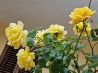 Grace's House Bed and Breakfast - Ferienwohnung Gallipoli