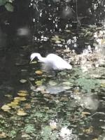 Réveil aux chants des oiseaux - Chambres d’hôtes