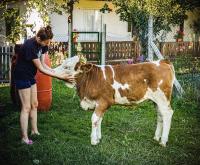 Pensiunea Cocoș - B&B Spulber