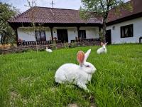 Pensiunea Cocoș - B&B Spulber