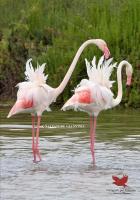 Fenicottero Rosa - B&B Margherita di Savoia