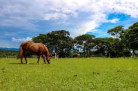 Sitio SMC - 15 min do centro de Altinópolis - B&B Altinópolis
