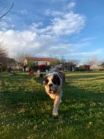 Agriturismo il Podere Vedelago con San Bernardo, Alpaca e una Pentola di cose da scoprire - B&B Vedelago