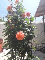 PYLOS GEM - B&B