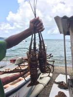Joli T2 L'Oasis vue mer des Caraïbes proche des plages - Chambres d’hôtes Sainte-Luce