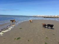 Coastal Haven - B&B Felpham