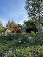 Mougere des oliviers - Chambres d’hôtes Galargues