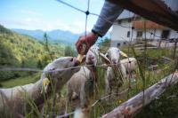 Apartma Gorski razgled - B&B Srednja Vas v Bohinju