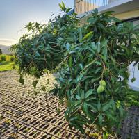 Hajin Homestay - B&B Puli