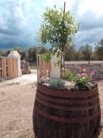 Masseria Petrore Grande di Polimeno Alessandra - Chambres d'hôtes Cutrofiano