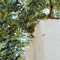 Masseria Pezze Galere-La Casa del Fico con piscina idromassaggio privata - Chambres d'hôtes Fasano