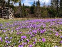 Owca za płotem - Bed and Breakfast Witów
