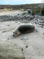 Beautiful villa close to beach and nature - Ferienwohnung Hanstholm