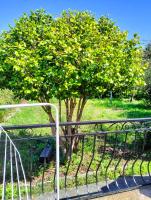 Maison individuelle padulella - B&B Sisco