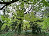 Orchard Cottage - Kent - B&B Lyminge