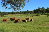 Cortijo Charcollana - B&B Pozoblanco