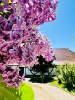 Ferienwohnung Weinterrassen - B&B Middelhagen