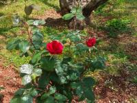 Apartment AnaLaura - B&B Umago