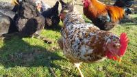 Self-Catering Suite in rural guest house 10 min to Islay Ferry Terminal - B&B