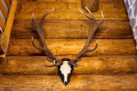 Holzhaus Wildsbergblick - Ferienwohnung Beiseförth