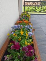 Domek Szarotka - B&B Zakopane