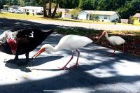 Lakeside retreat - 3 Bedroom, 2 Bathroom house by the lake - B&B Lakeland