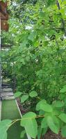 Forest Inn - B&B